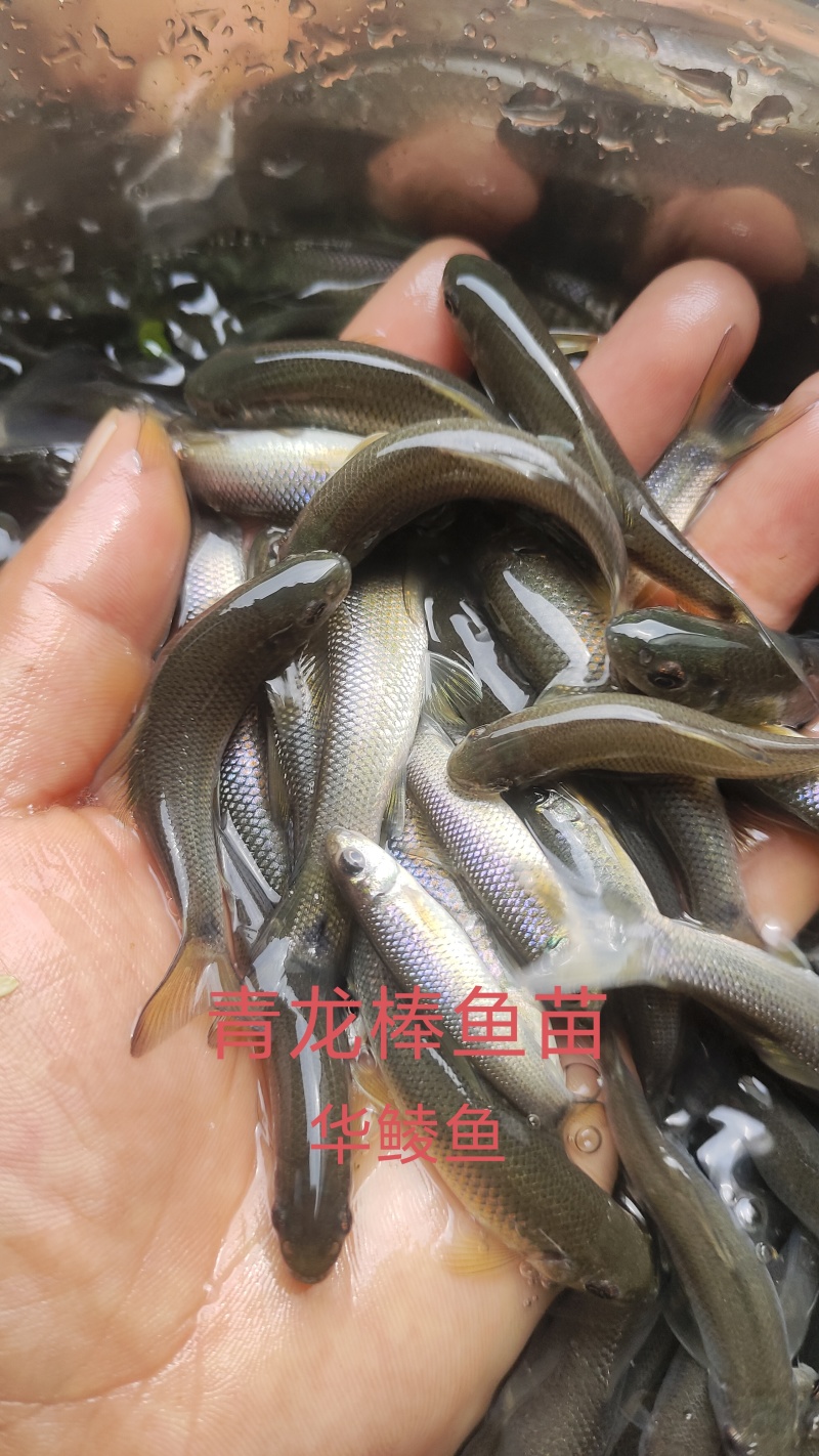 华鲮鱼苗又叫青龙棒鱼苗和沉香鱼苗。名贵淡水鱼。渔场直发。