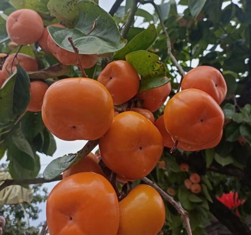 河北保定脆柿大量供应，新鲜采摘，货源充足，量大从优，脆甜