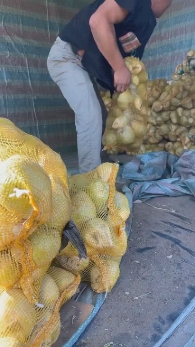 吉林产区苹果芥菜，大量上市中，欢迎客商选购，保质保量