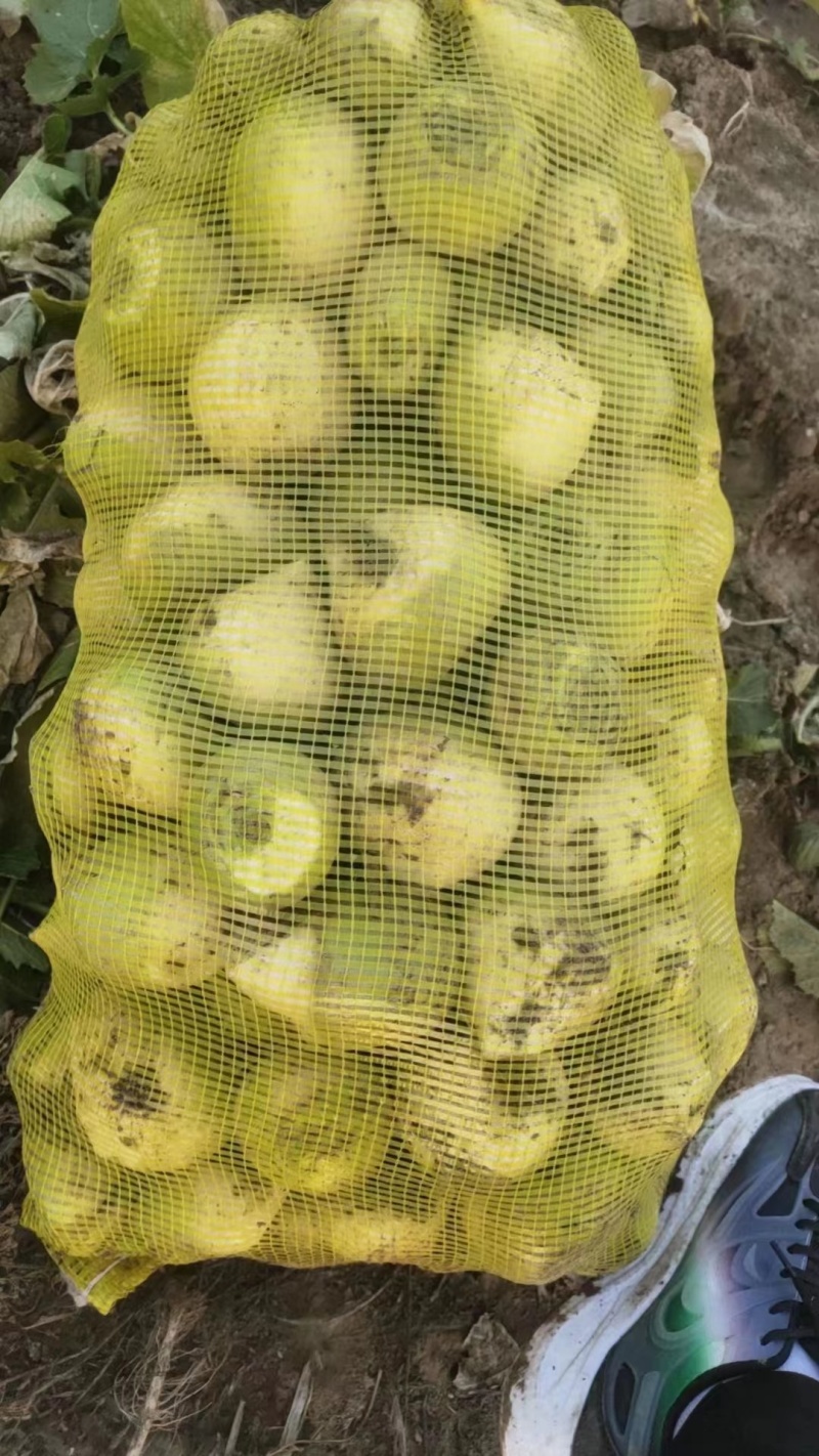 吉林产区苹果芥菜，大量上市中，欢迎客商选购，保质保量