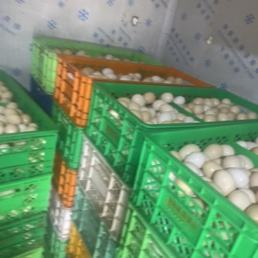 食品厂大鸡蛋冷库蛋