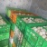 食品厂大鸡蛋冷库蛋