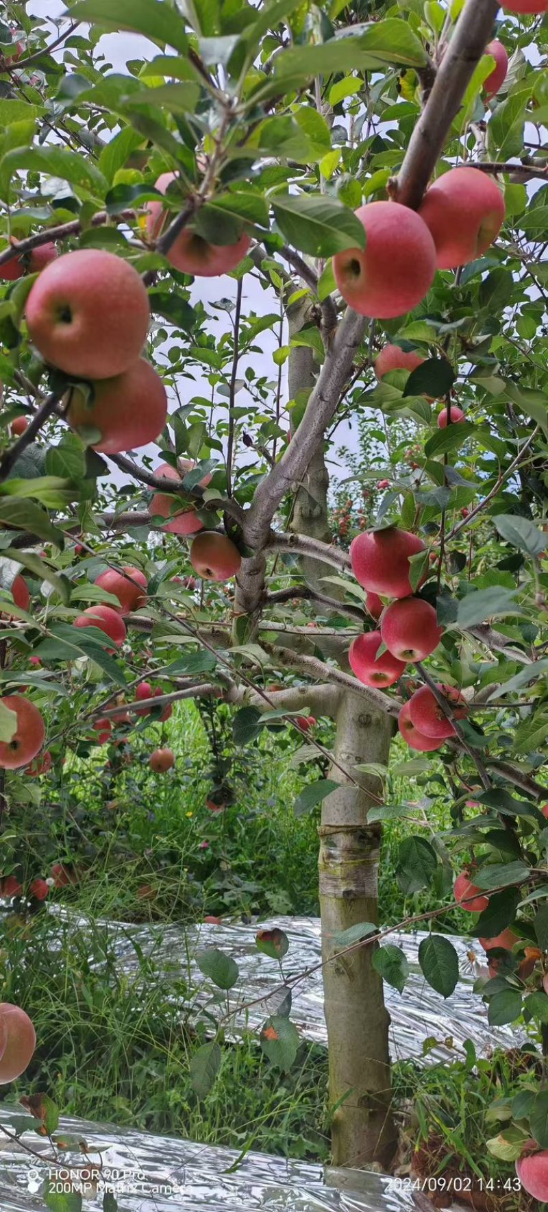 红富士塘心云南昭通产地供应，自己产地，可视频看货