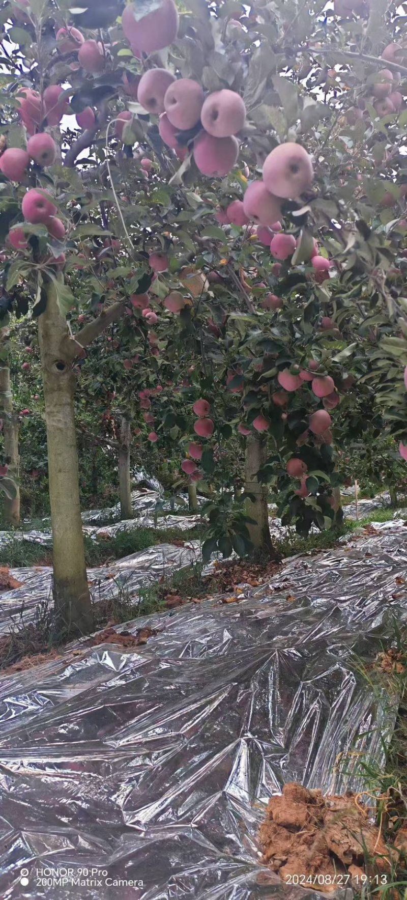 红富士塘心云南昭通产地供应，自己产地，可视频看货