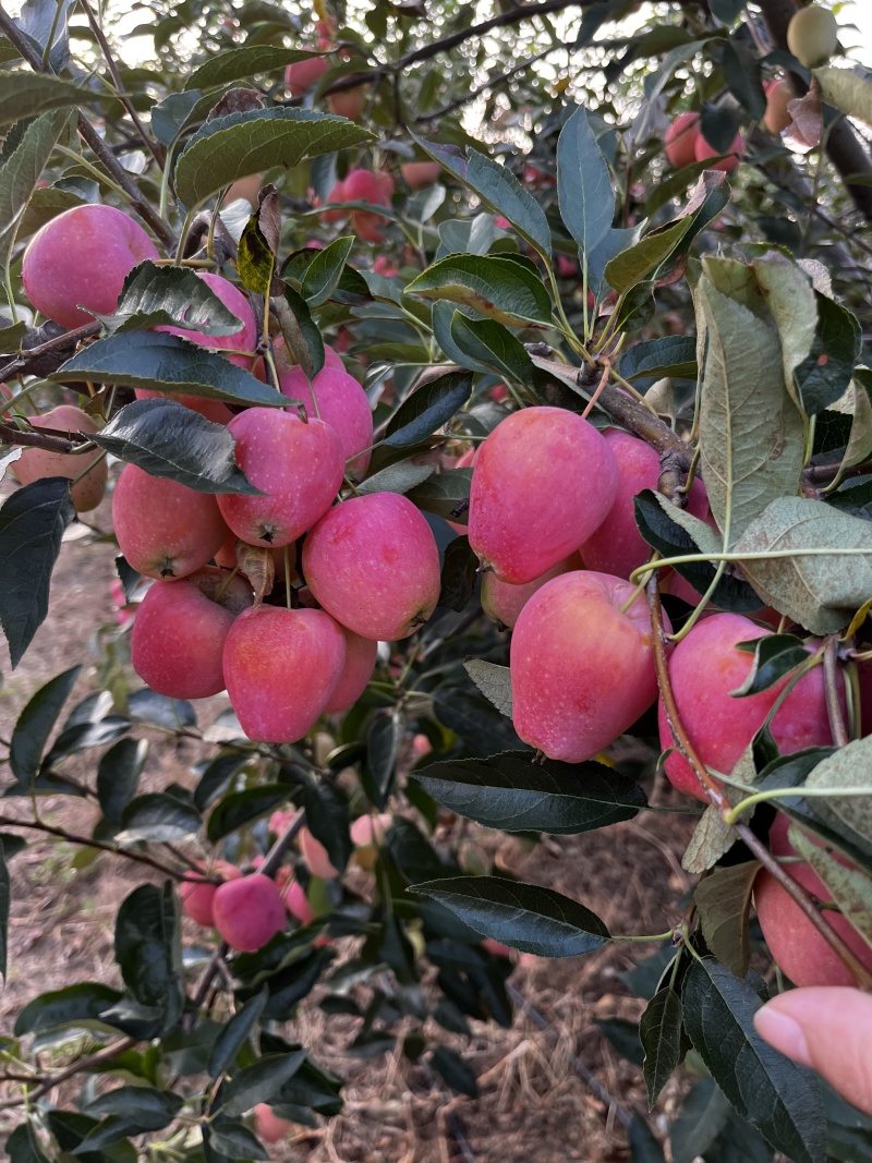 山东莱州鸡心果，海棠果，锦绣海棠，8.10号现货20万斤