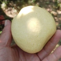 山西万荣酥梨贡梨大量上市，个大皮薄多汁无渣小核。