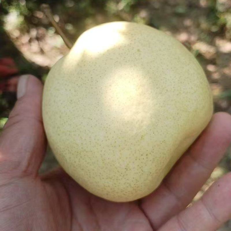 山西万荣酥梨贡梨大量上市，个大皮薄多汁无渣小核。