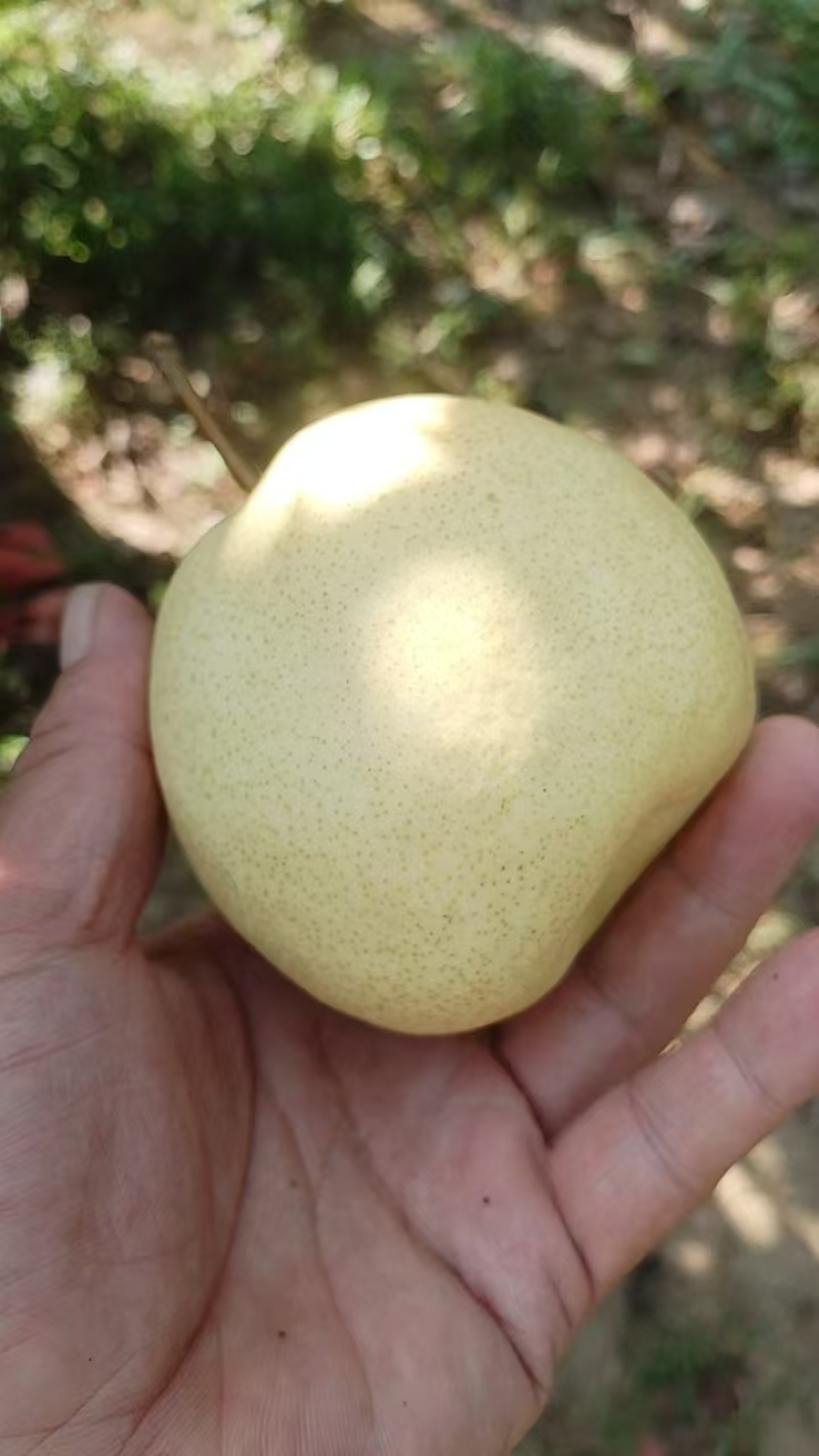山西万荣酥梨贡梨大量上市，个大皮薄多汁无渣小核。