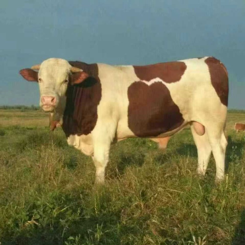 纯干牛肉