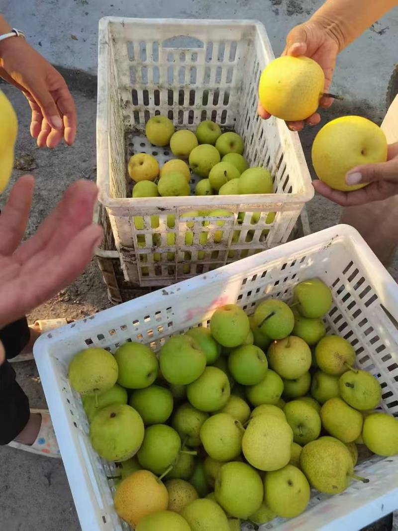 皇冠梨
