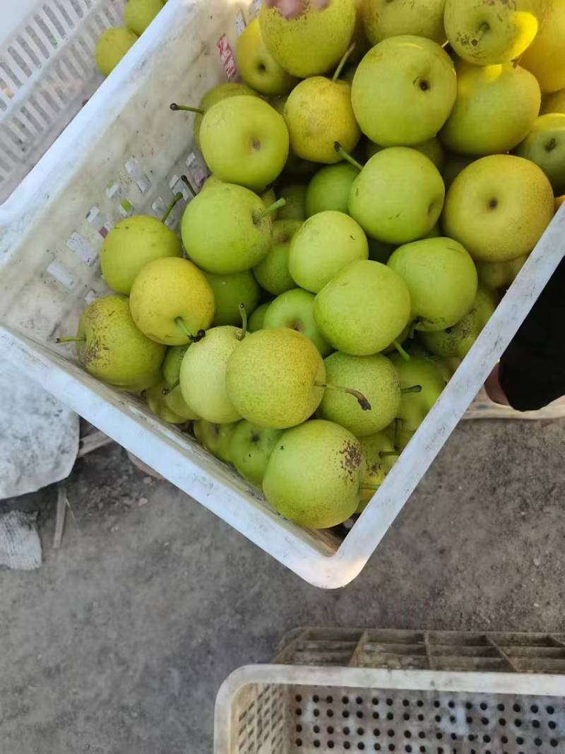 皇冠梨