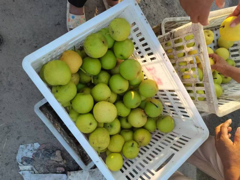 皇冠梨
