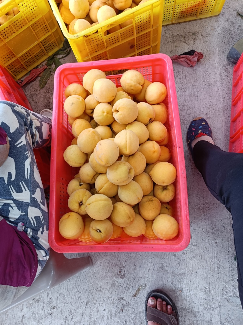 重庆奉节锦华黄桃已开园了，糖度13左右，脆甜味，白心