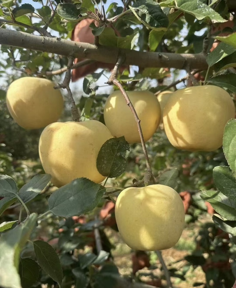 【精品苹果】江苏黄金维纳斯苹果基地直发，品相好价格优