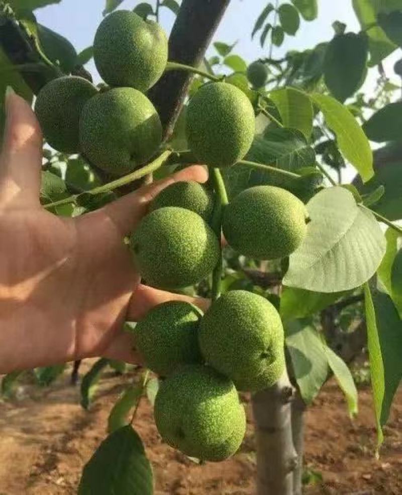 新货上市价格优惠量大从优可视频看货核桃