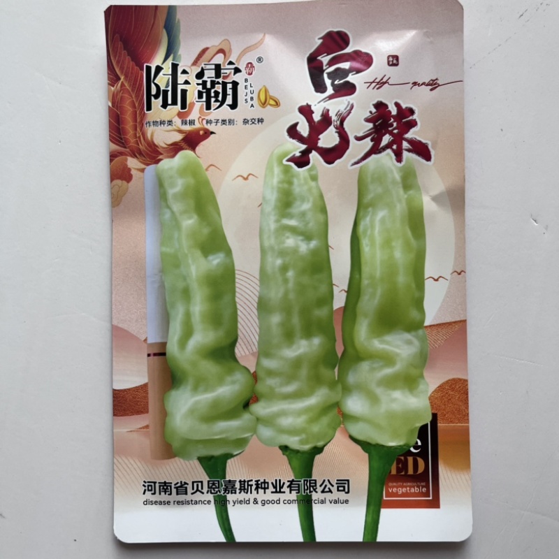 米辣品种白米椒朝天椒杂交一代口感香辣早熟品种