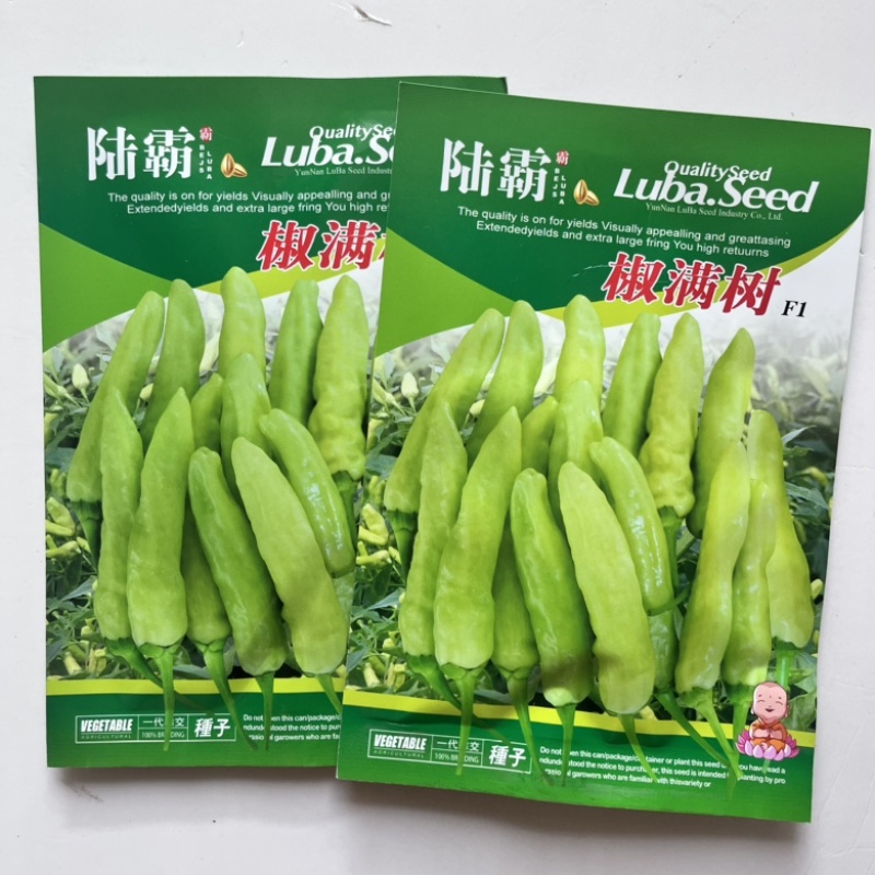 米辣品种白米椒朝天椒杂交一代口感香辣早熟品种