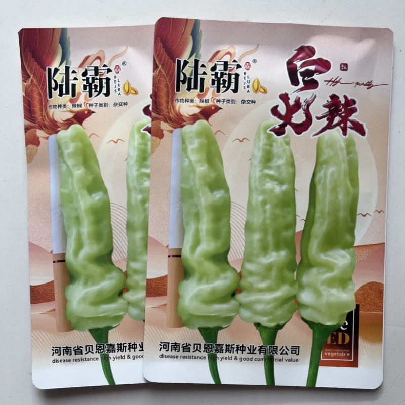 米辣品种白米椒朝天椒杂交一代口感香辣早熟品种
