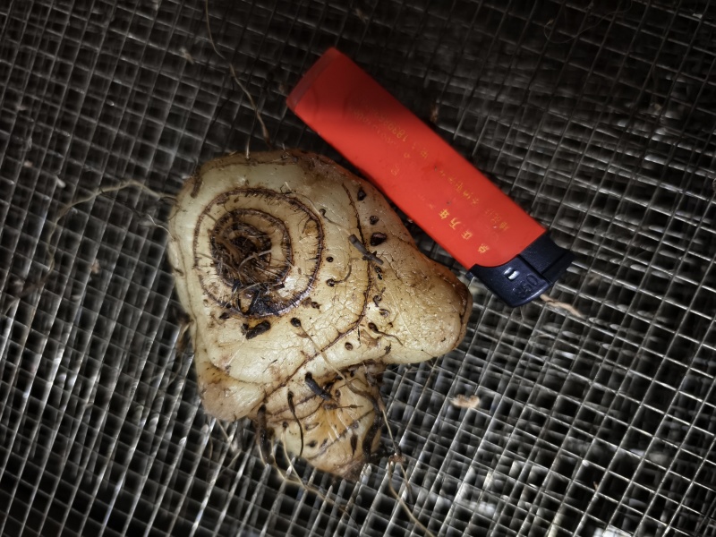 纯净白芨长期供应无杂质欢迎咨询