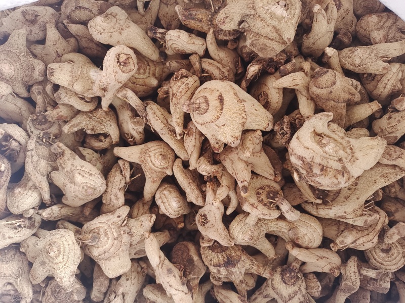 纯净白芨长期供应无杂质欢迎咨询