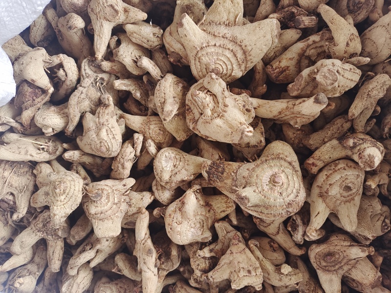 纯净白芨长期供应无杂质欢迎咨询