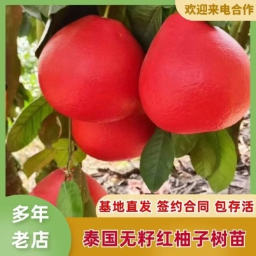 嫁接正宗泰国暹罗红柚苗，基地直发签约合同实地考察保证品种