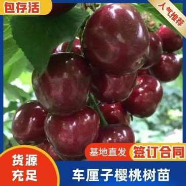 樱桃树苗，车里子大樱桃树苗，基地直发，实地考察，签约合同