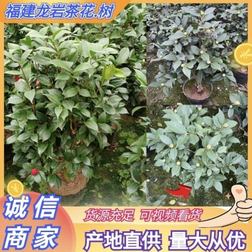 【茶花树】16杯的香妃，茶花基地直发欢迎来电