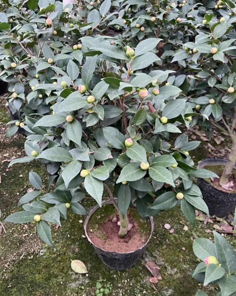 【茶花树】16杯的香妃，茶花基地直发欢迎来电