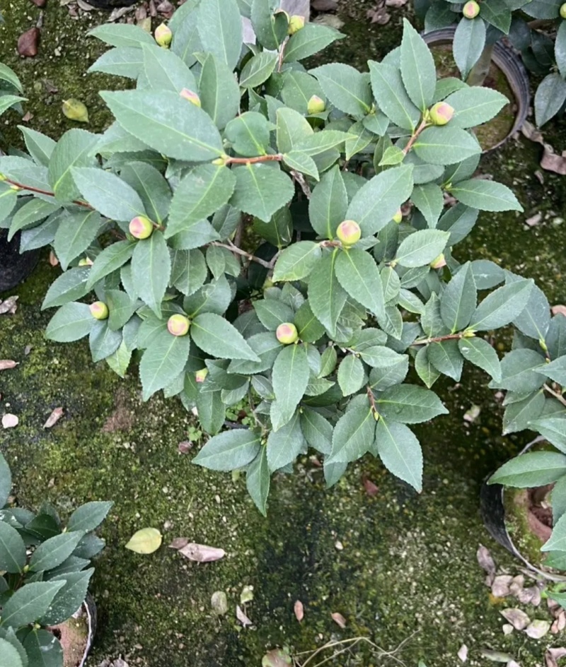 【茶花树】16杯的香妃，茶花基地直发欢迎来电