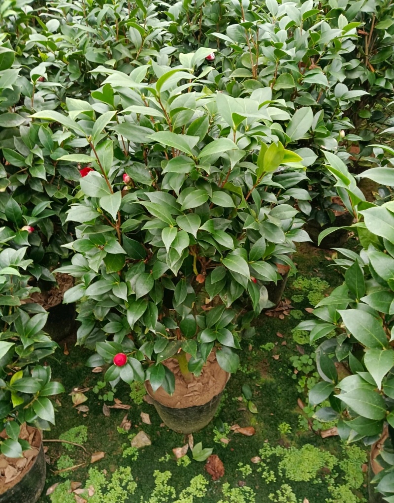 【茶花树】16杯的香妃，茶花基地直发欢迎来电