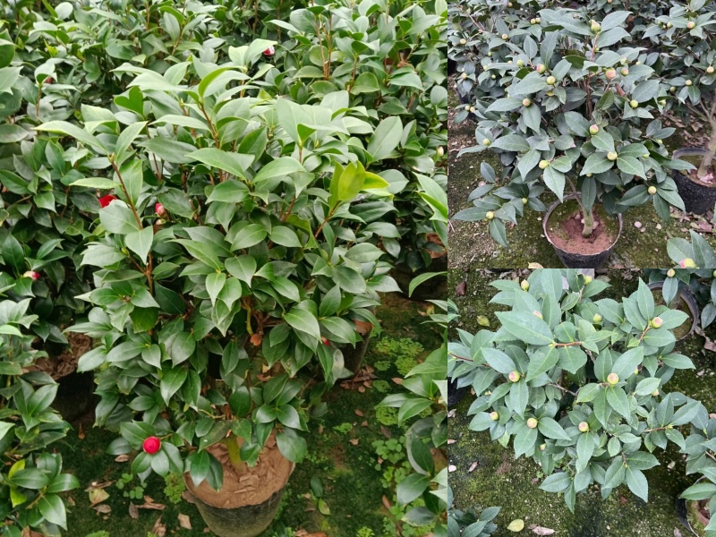 【茶花树】16杯的香妃，茶花基地直发欢迎来电