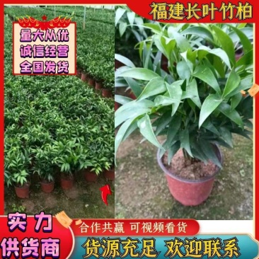 竹柏大中小基地直发