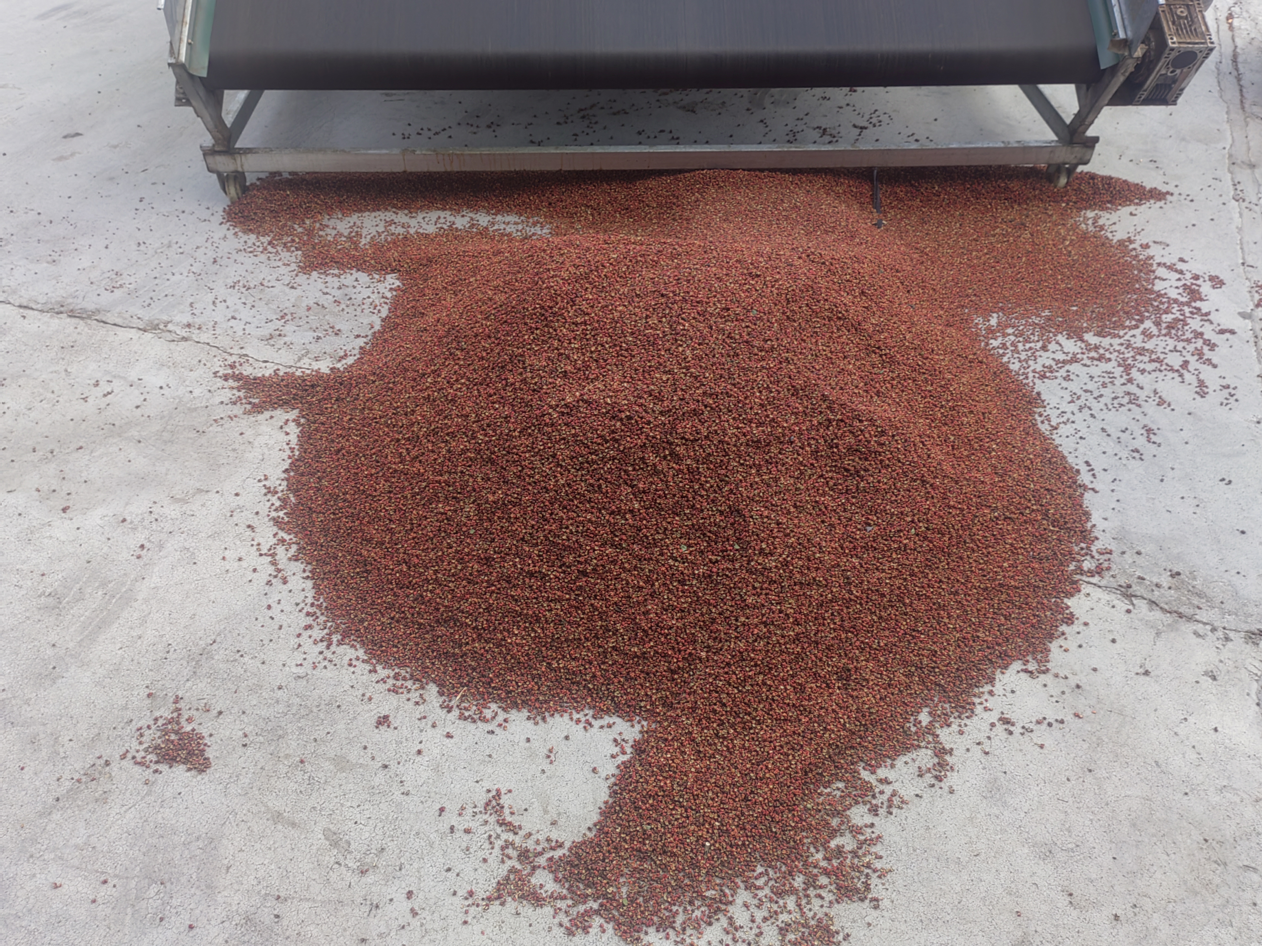 花椒机械化去籽现场图