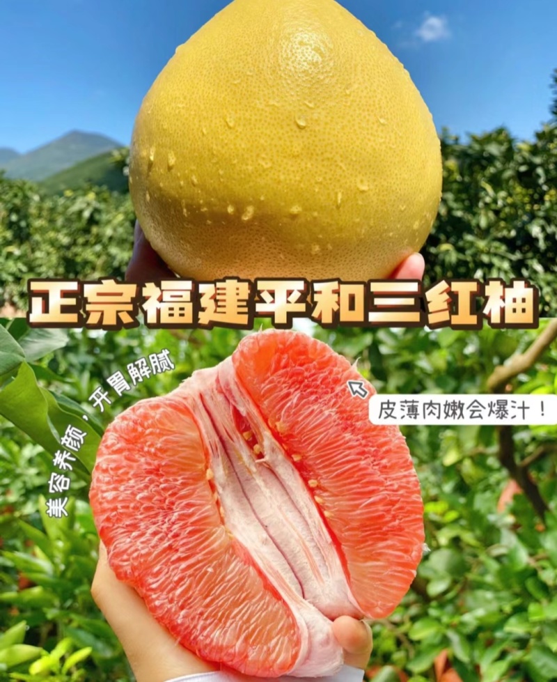 福建三红柚大量现货供应，规格齐全，对接全国电商市场批发商