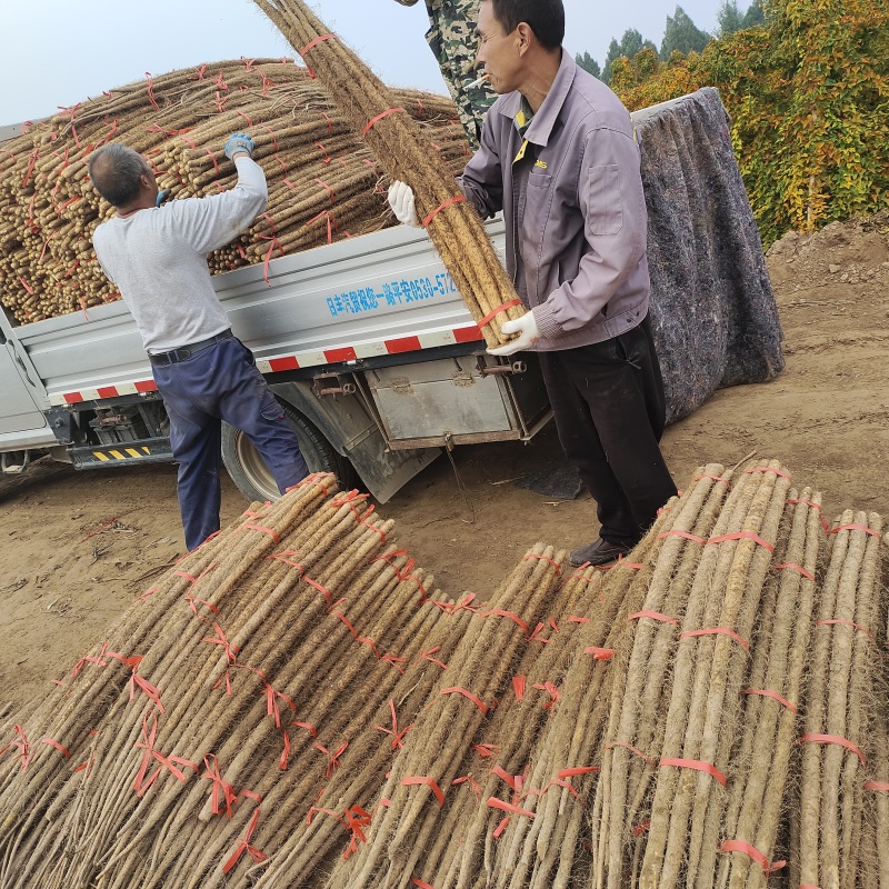 精品铁棍山药在河南灵宝货源充足一手货源对接全国欢迎咨询