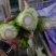 芹菜大量有货，本地一手货源直发，欢迎联系咨询