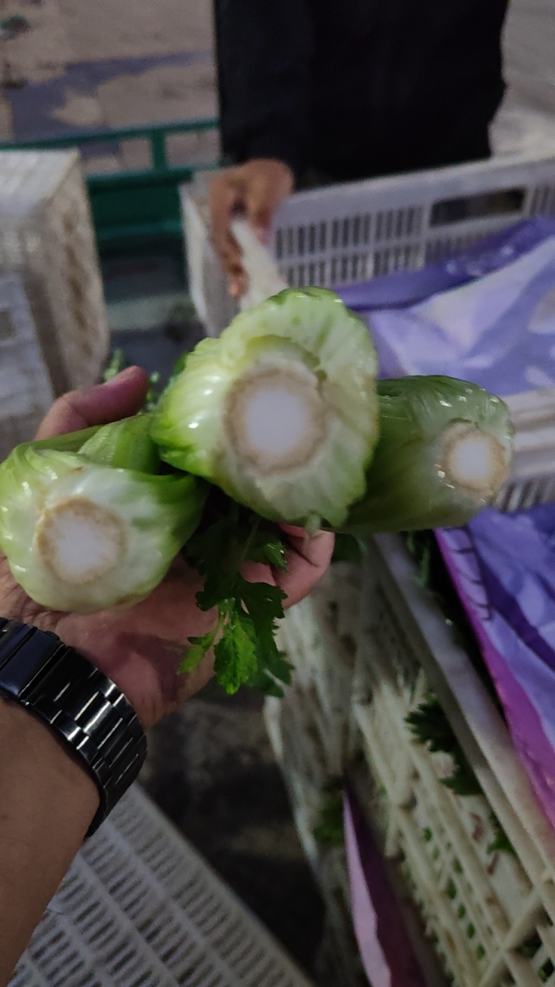 芹菜大量有货，本地一手货源直发，欢迎联系咨询