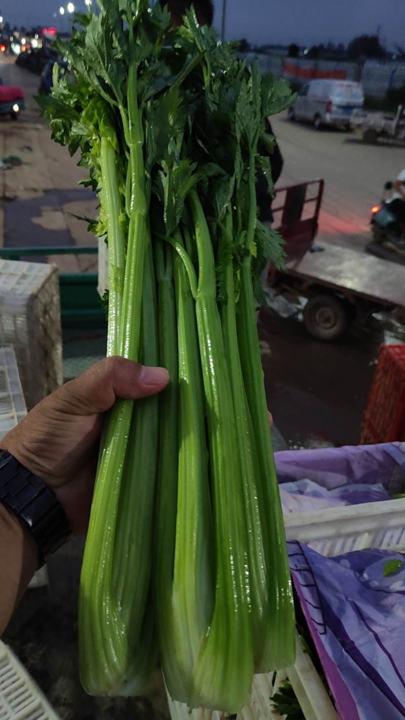 芹菜大量有货，本地一手货源直发，欢迎联系咨询