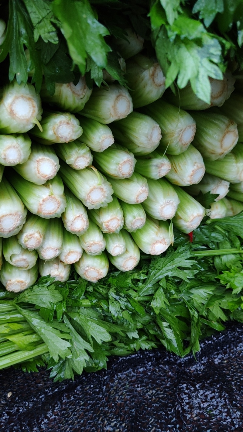 芹菜大量有货，本地一手货源直发，欢迎联系咨询