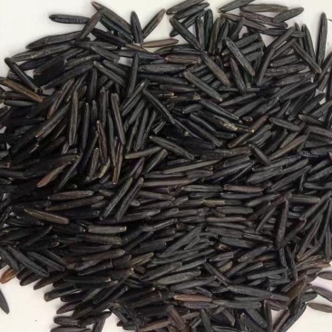 宁夏菌业大量批发全国各地黑米1号质量保证正品欢