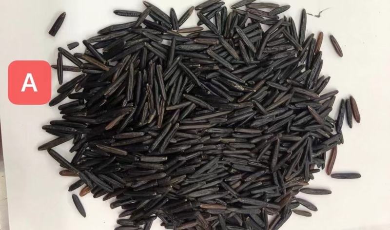 宁夏菌业大量批发全国各地黑米1号质量保证正品欢