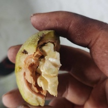山西吕梁离石区大量清香出售中
