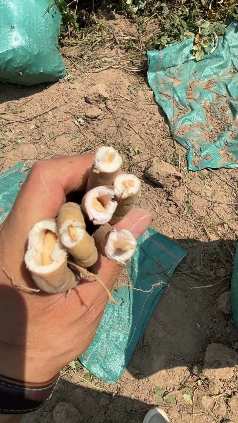 油牡丹根