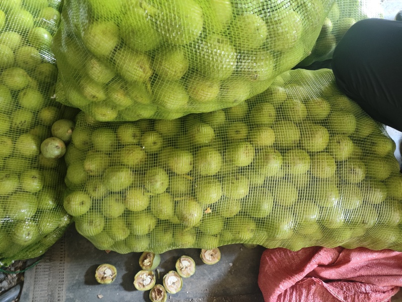 山西吕梁离石区大量清香出售中