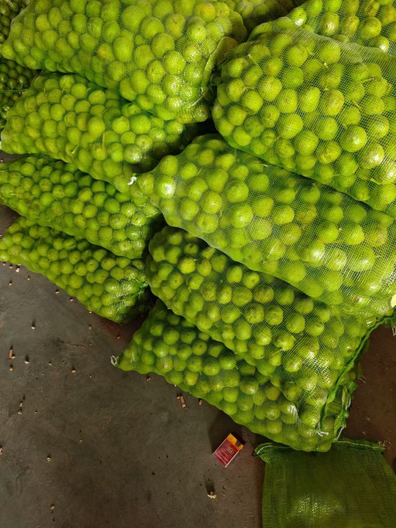 山西吕梁离石大量青皮核桃出售中