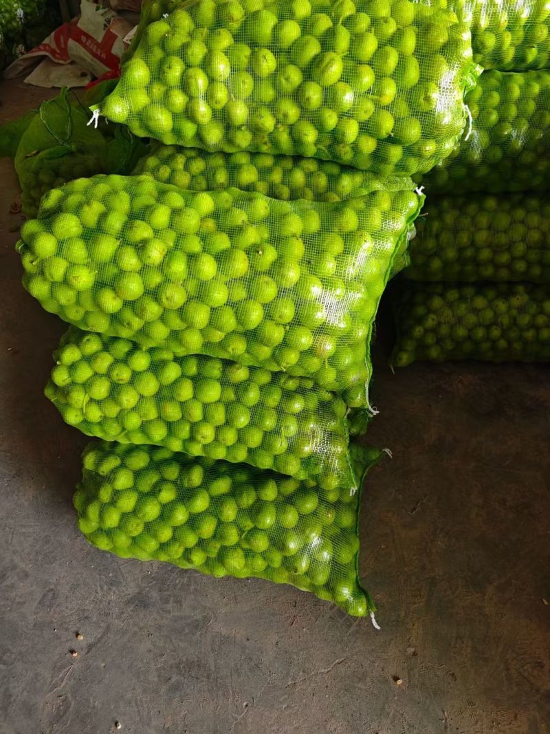 山西吕梁离石大量青皮核桃出售中