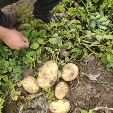 沃土5号黑土地产地代发代收，品质有保障，大量有货