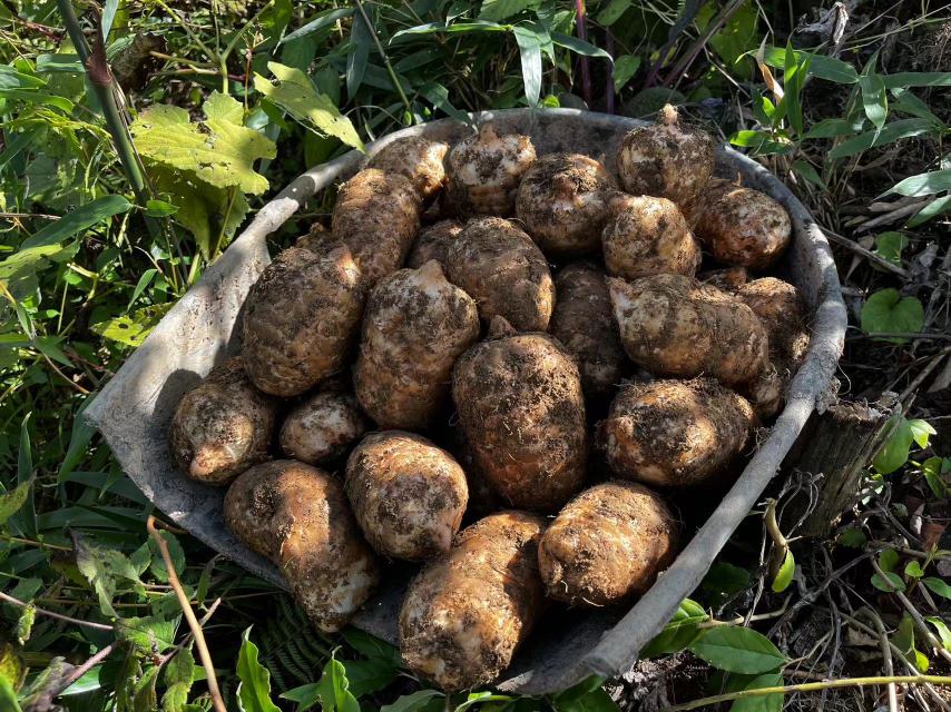 四川半边红李子主产区地图