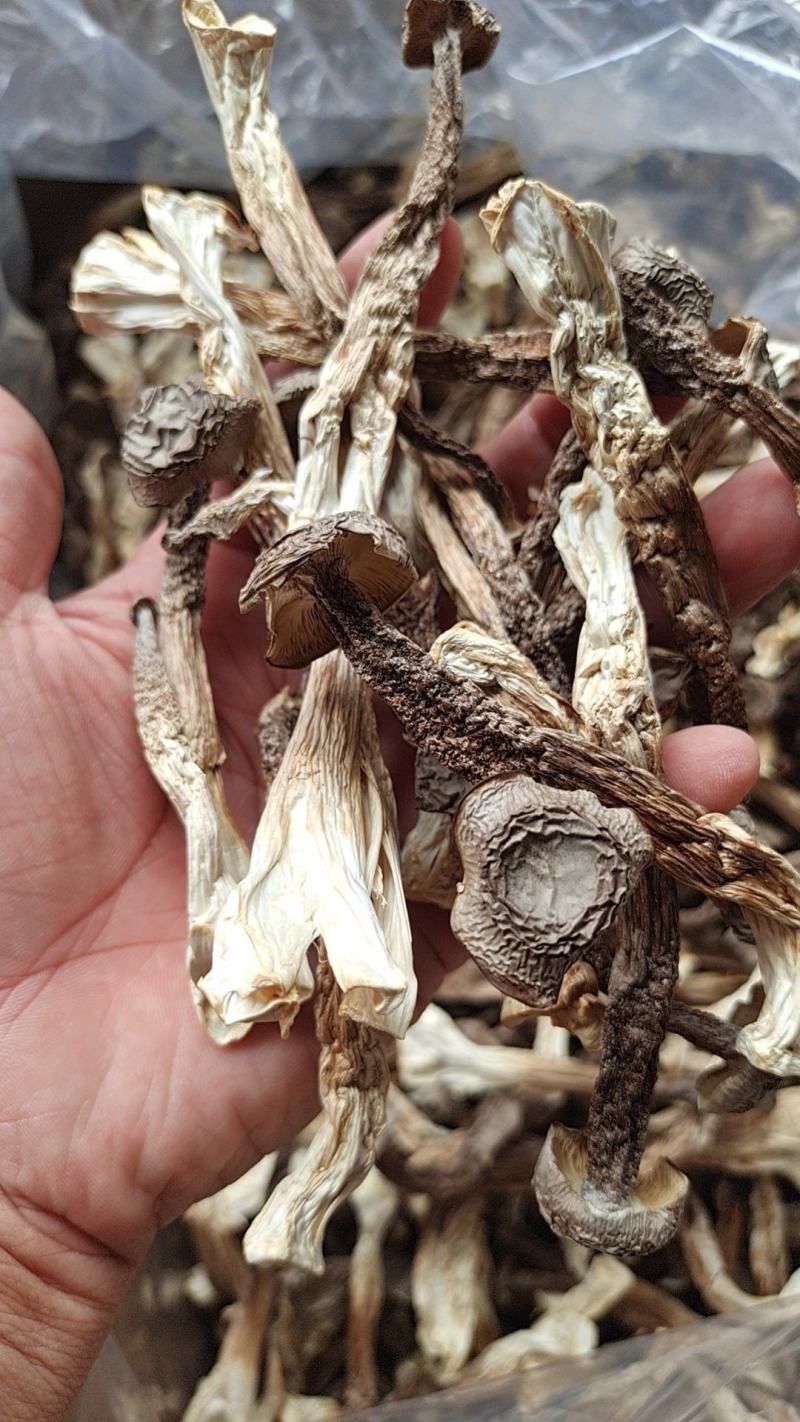 干鹿茸菇条形均匀干度好适合任何人群食用1件10斤常年批发